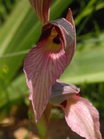 Serapias lingua
